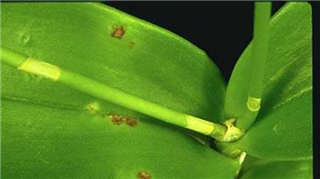 Dấu hiệu và Cách phòng bệnh đốm đen trên hoa phong lan